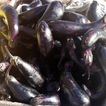 Frees Shipping Florida Market Eggplant Gardening USA Seller - $18.13