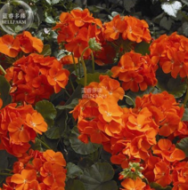 New Geranium Maverick Orange Perennial Flower 10+ Seeds FRESH SEEDS - $6.99