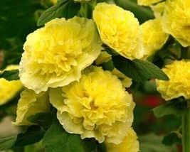 Alcea Banana Hollyhock Seeds Perennial Flower Seed Flowers  - $5.99