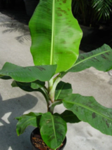 Dwarf Cavendish Banana Musa Tree 7 to 10 Inch Live Starter Plant - $21.49