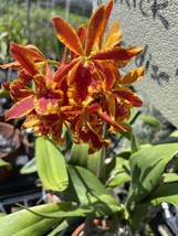ORCHID PLANT Eplc Volcano Trick or Treat Seedling 2 Stem Division Sale -... - $22.99