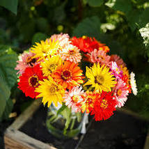 Zinnia Super Cactus Giant Mix 100 Seeds - £9.26 GBP