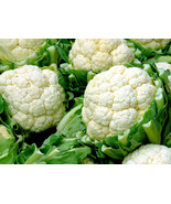 1/4 Oz Cauliflower Seeds Self Blanching Cauliflower Bulk Seed 2000Ct Fas... - $313.23 MXN