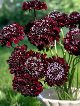Bellfarm® Scabiosa Atropurpurea &#39;Black Knight&#39; 50 seeds - £2.13 GBP