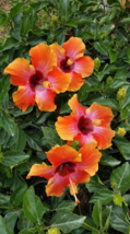 1 Pc Exotic Hawaiian Sunset Fiesta Hibiscus Starter Live Plant 3&quot; Tall - RK - £14.84 GBP