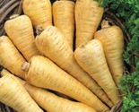 250 All American Parsnip Seeds Fast Shipping - $8.99