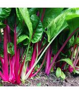 Flamingo Swiss Chard Seeds, NON-GMO, Colorful Salad, FREE SHIPPING - €1,62 EUR+