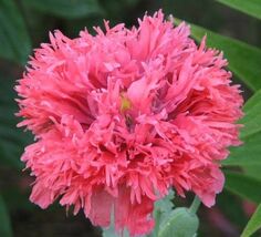 100 seeds, Pink Fluffy Poppy seeds, annual - $5.00