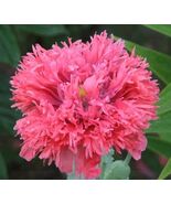 100 seeds, Pink Fluffy Poppy seeds, annual - $5.00