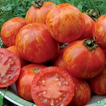 Frees Shipping Tigerella Tomato Grown To Organic Standards Gardening USA Seller - £13.65 GBP