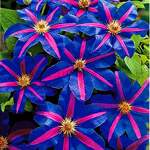 100 Clematis Clematis Montana Mayleen Pink Vine Flowers Plant Flores Vin... - $8.98