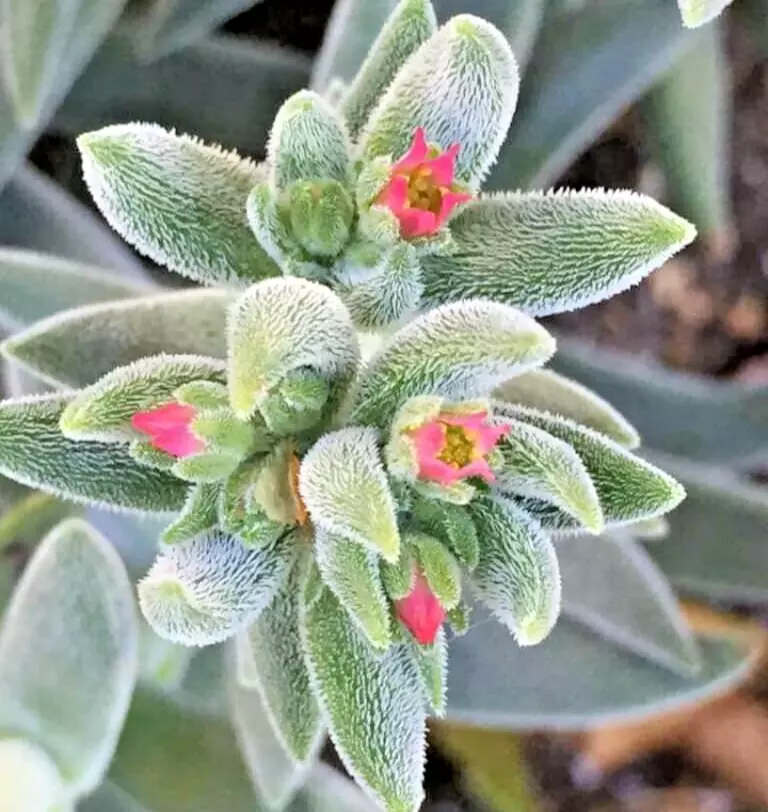 Succulent Crassula Mesembryanthemoides MOONGLOW 1 Live 2-4&quot; Rooted Plant... - $437.83 MXN