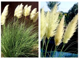 3 Plants Dwarf Pampas Grass Cortaderia Selloana Pumila Garden - £58.57 GBP