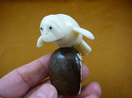 (TNE-MAN-327-A) white Manatee manatees sea TAGUA NUT figurine DUGONG - €16,82 EUR