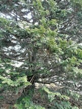 New Fresh Seeds 15 Split Rock Hinoki False Cypress Seeds Chamaecyparis Obtusa Sp - £6.99 GBP