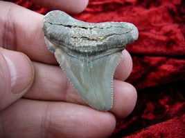 (S233-40) 1-3/4&quot; Fossil MEGALODON Shark Tooth Teeth JEWELRY love sharks specimen - £31.57 GBP