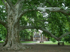 London Plane - Platanus acerifolia - 50+ seeds - W 060 - £2.39 GBP