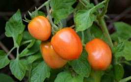 20 Pc Seeds Orange Roma Tomato Plant, Tomato Vegetable Seeds for Planting | RK - £15.19 GBP