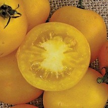 50+ Seeds Yellow Perfection Tomato Tomatoe Vegetable Garden Edible Canni... - $8.94