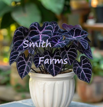 SL 25+ Seeds Black Purple Caladium Flowers Beautiful Color Floral Garden - $4.50