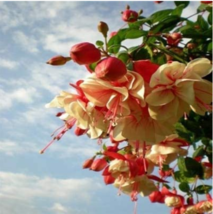 200 pcs Fuchsia Bonsai Garden Balcony Lanterns Flowers Begonia Malus Spectabilis - £6.30 GBP