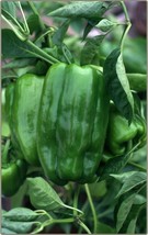 25 Big Bertha Sweet Pepper Seeds Organic Huge USA Seller - $4.76