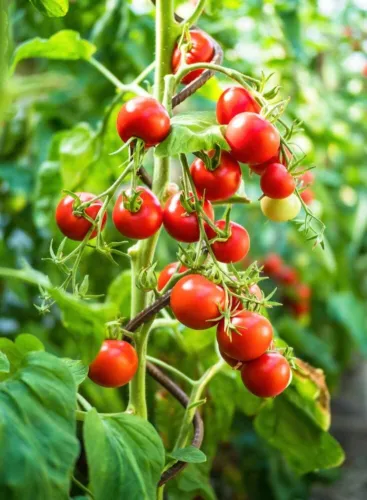 100 Super Sweet Cherry Tomato Seeds For Planting Made In Usa Fresh Seeds - £16.05 GBP