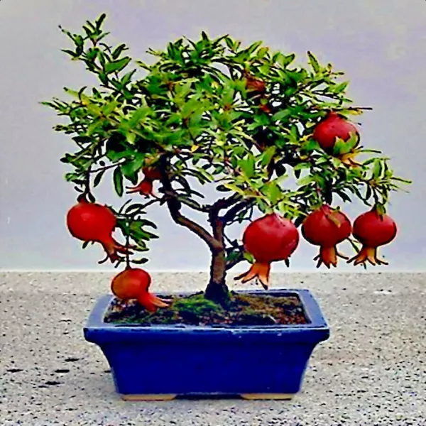 20 Dwarf Pomegranate Tree Seeds Punica Granatum Nana Fruit House Plant F... - £14.76 GBP