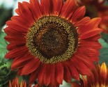 Red Sun Sunflower Maroon Burgundy Velvet Queen Chocolate Cherry Flower S... - $12.89