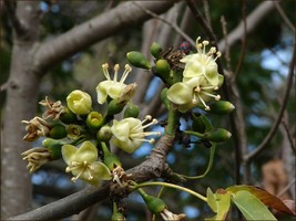 FREE SHIPPING Pre-Stratified 20 seeds Silk Cotton Tree {Ceiba pentandra}  - $11.99