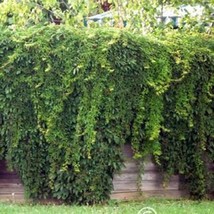 Privacy Fence Virginia Creeper Parthenocissus 20 Ft Climber 1St Year Vigorous Gl - $13.50