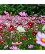 LD 200 Crazy For Cosmos Mix Cosmos Seeds Fast Growing - $253.57 MXN