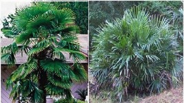 SMR Windmill Tree Total 5 Seeds Fresh Garden - $265.38 MXN