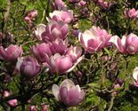 10 Seeds Saucer Magnolia - $9.80