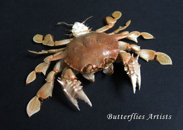 Real Moon Crab Mediterranean Matuta Victor Taxidermy Framed Collectible Display  - $98.99