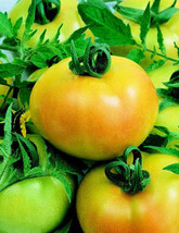 G_S Bulk Fried Green Hybrid Tomato Seeds - $14.19