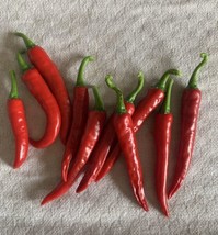 25 seeds Ring of Fire Cayenne Pepper Speedy Yard Upgrades - £7.27 GBP