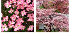 quart pot Pink Dogwood tree 10-16&quot; tall Yard, Garden &amp; Outdoor Living - £38.32 GBP