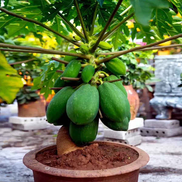 20 &quot;Dwarf Solo Waimanalo Tree Seeds&quot; (Carica Papaya) Fast Fruit Houseplant Fresh - £16.68 GBP