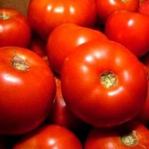 150+ Tomato Rutger&#39;s Heirloom Vegetable Seeds - £14.15 GBP