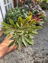 False Aralia Bianca Dizygotheca elegantissima 4&quot; Pot Live Plant - £10.86 GBP