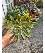 False Aralia Bianca Dizygotheca elegantissima 4&quot; Pot Live Plant - £10.89 GBP