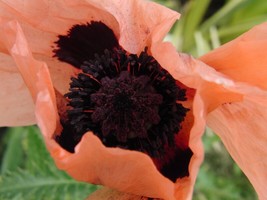 40+ Coral Reef Poppy Flower Seeds Papaver Orientale - £7.84 GBP