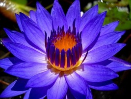 Garden Pond Plant Nymphaea Thai Blue Tropical Freshwater Lily Tuber Live... - £22.84 GBP