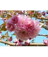 Kwanzan Flowering Cherry Tree  6-12&quot; in height and in a 3&quot;pot - $45.50