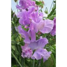 50+ Serenity Sweet Pea Seeds | Fragrant Heirloom Climbing Flowers - $16.50