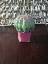 Pier 1 Pink Cactus - £18.10 GBP