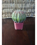 Pier 1 Pink Cactus - £17.82 GBP
