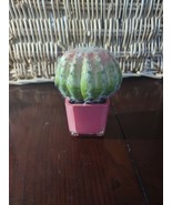 Pier 1 Pink Cactus - $31.01 CAD
