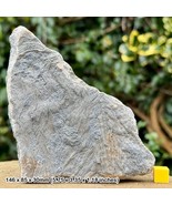 Rare Pentacrinites Crinoid Lily Stems Fossil Slab, Jurassic Coast: Black... - $70.92